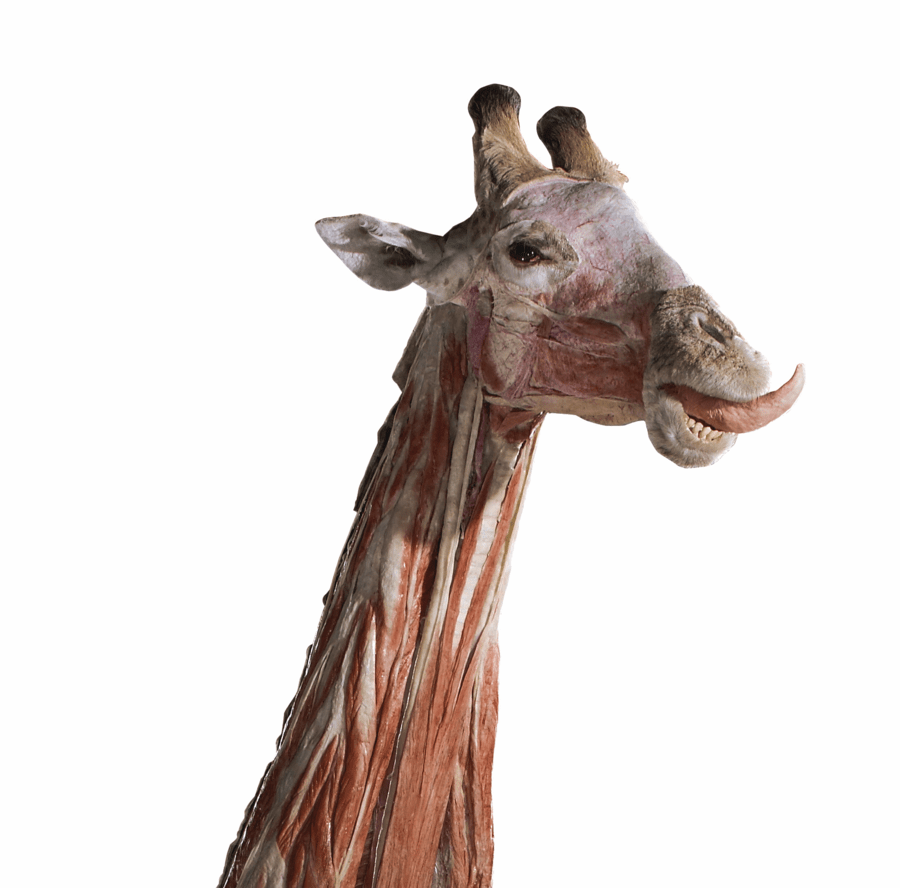 Giraffe